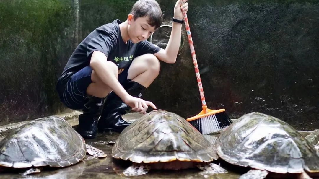 [夏令营] 惠东海龟保护夏令营 | 海洋生命教育现场：去海龟营地为它们做些事